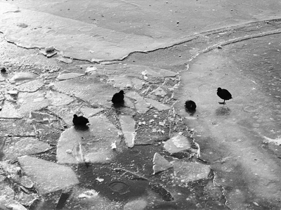 361196 Afbeelding van enkele meerkoeten op het ijs in het Merwedekanaal te Utrecht, bij de Muntbrug, tijdens de strenge ...